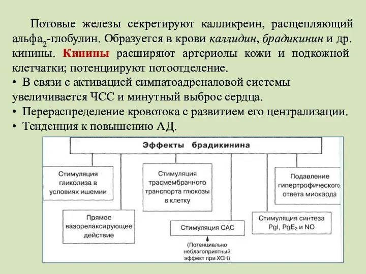 Потовые железы секретируют калликреин, расщепляющий альфа2-глобулин. Образуется в крови каллидин, брадикинин и