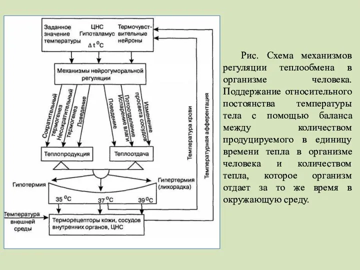 Рис. Схема механизмов регуляции теплообмена в организме человека. Поддержание относительного постоянства температуры