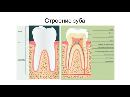 Строение зуба