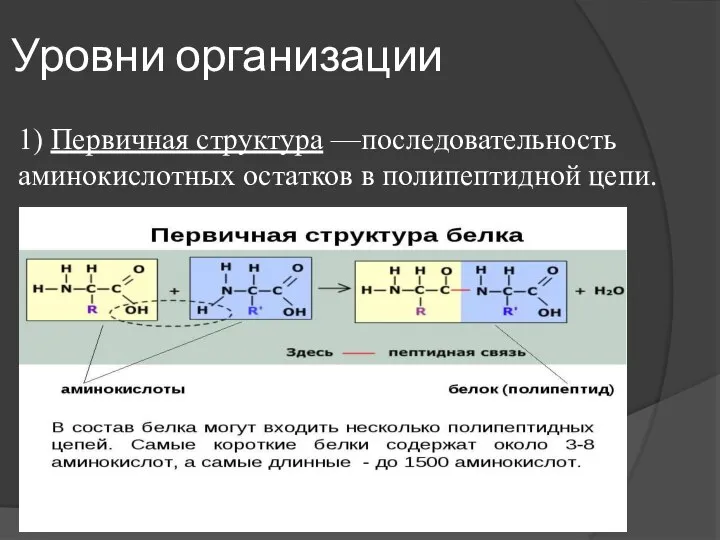 Уровни организации 1) Первичная структура —последовательность аминокислотных остатков в полипептидной цепи.