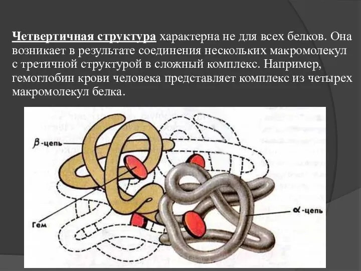 Четвертичная структура характерна не для всех белков. Она возникает в результате соединения