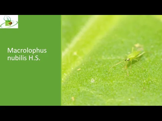 Macrolophus nubilis H.S.