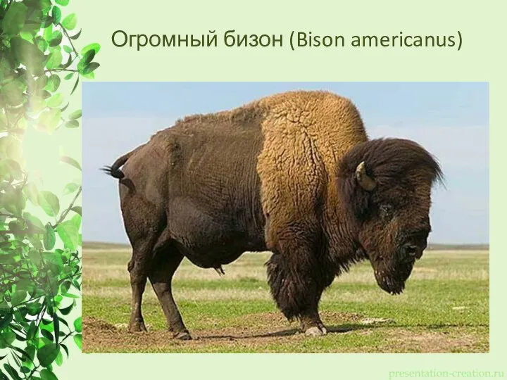 Огромный бизон (Bison americanus)