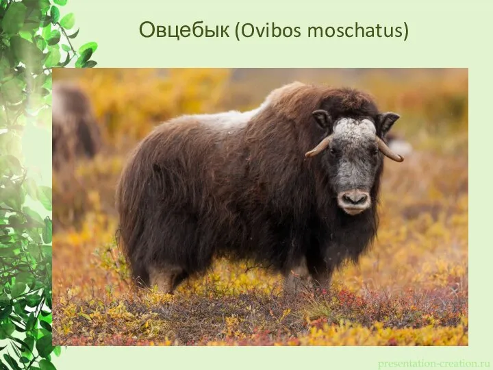 Овцебык (Ovibos moschatus)