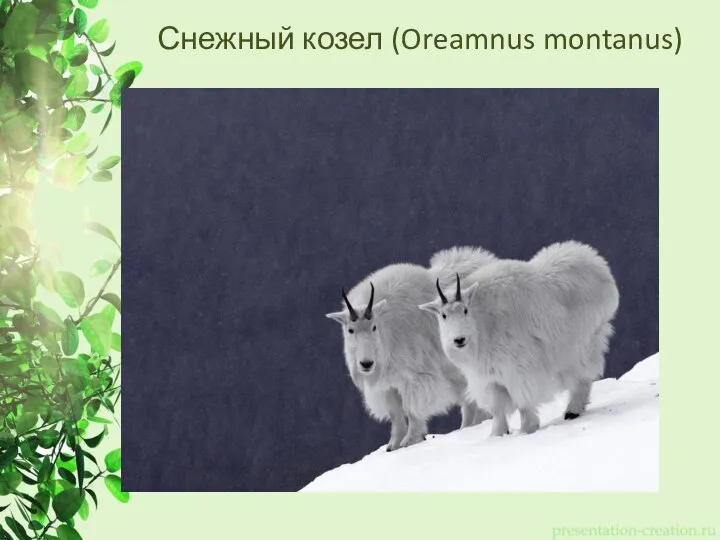 Снежный козел (Oreamnus montanus)