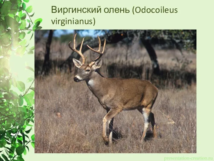 Виргинский олень (Odocoileus virginianus)