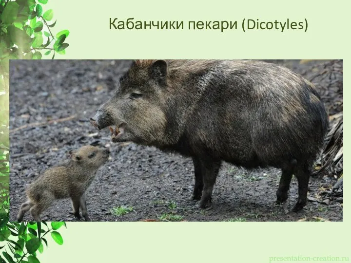 Кабанчики пекари (Dicotyles)