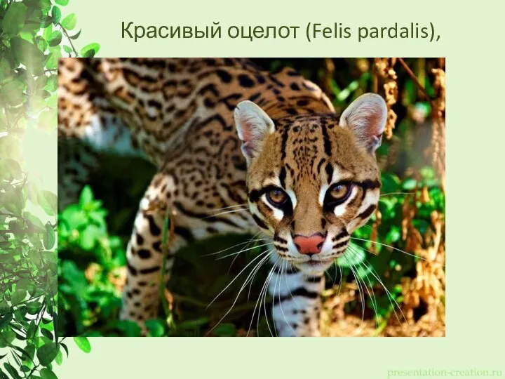 Красивый оцелот (Felis pardalis),