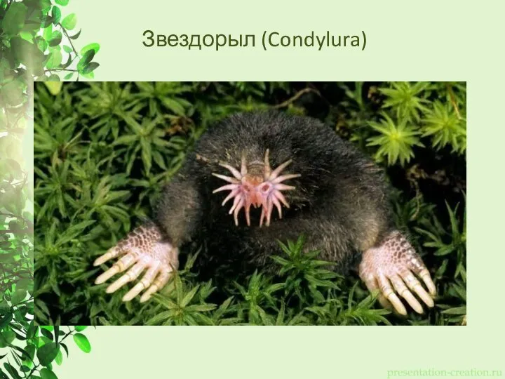 Звездорыл (Condylura)