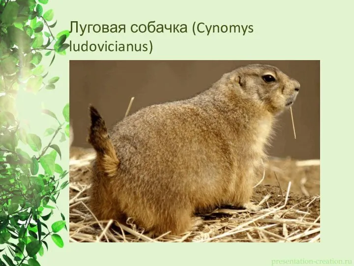 Луговая собачка (Cynomys ludovicianus)