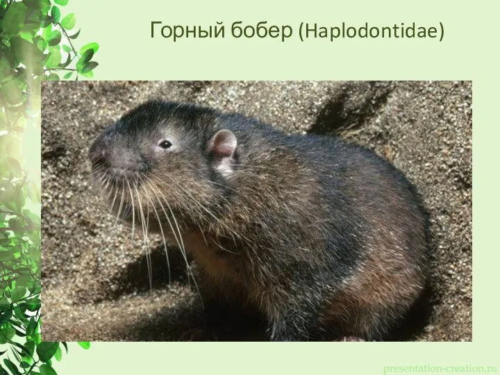 Горный бобер (Haplodontidae)