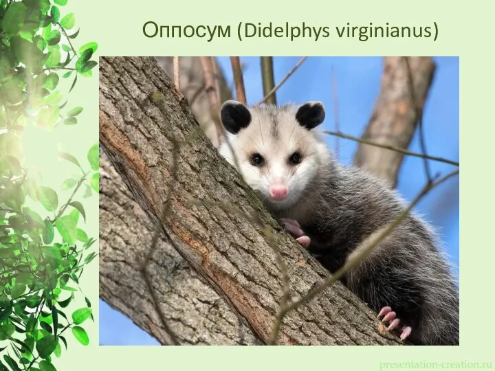 Оппосум (Didelphys virginianus)
