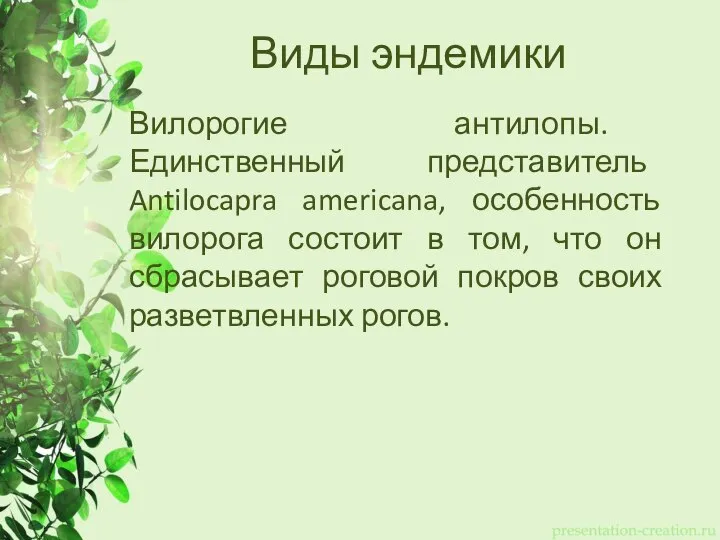 Виды эндемики Вилорогие антилопы. Единственный представитель Antilocapra americana, особенность вилорога состоит в