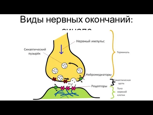 Виды нервных окончаний: синапс