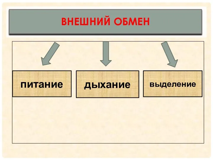 ВНЕШНИЙ ОБМЕН питание дыхание выделение