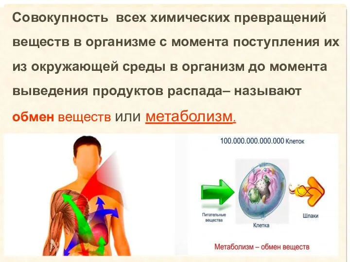 Совокупность всех химических превращений веществ в организме с момента поступления их из