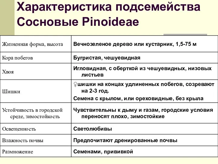 Характеристика подсемейства Сосновые Рinoideae