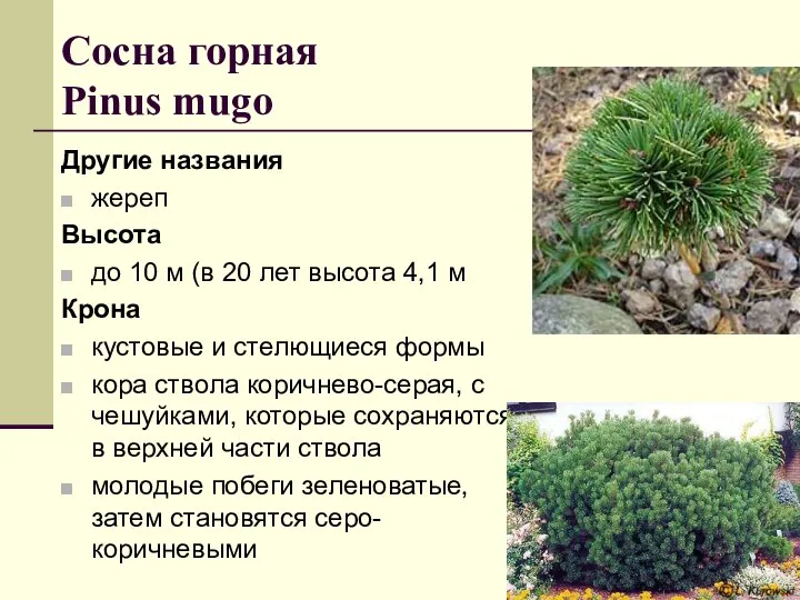 Сосна горная Pinus mugo Другие названия жереп Высота до 10 м (в