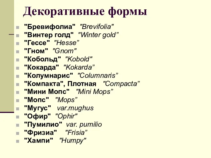 Декоративные формы "Бревифолиа" "Brevifolia" "Винтер голд" "Winter gold” "Гессе" "Hesse” "Гном" "Gnom"