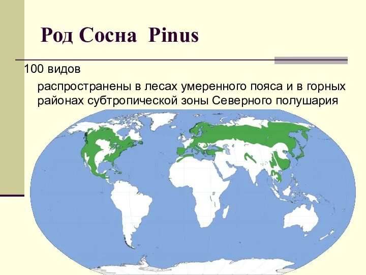 Род Сосна Pinus 100 видов распространены в лесах умеренного пояса и в