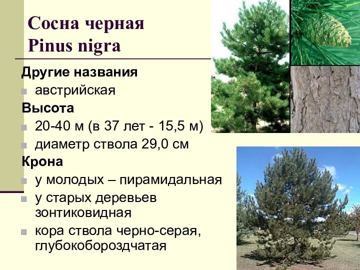 Сосна черная Рinus nigra Другие названия австрийская Высота 20-40 м (в 37