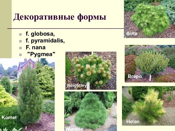 Декоративные формы f. globosa, f. pyramidalis, F. nana "Pygmea" Birte Brepo Helen Komet Keightley Wurstle