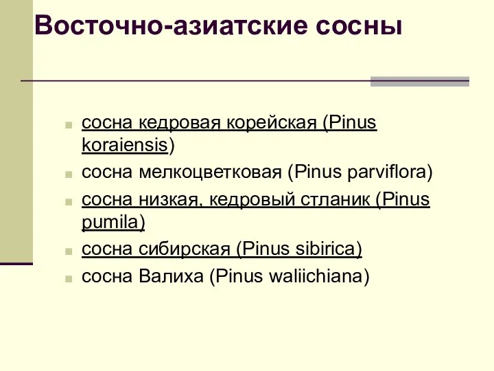 Восточно-азиатские сосны сосна кедровая корейская (Pinus koraiensis) сосна мелкоцветковая (Pinus parviflora) сосна