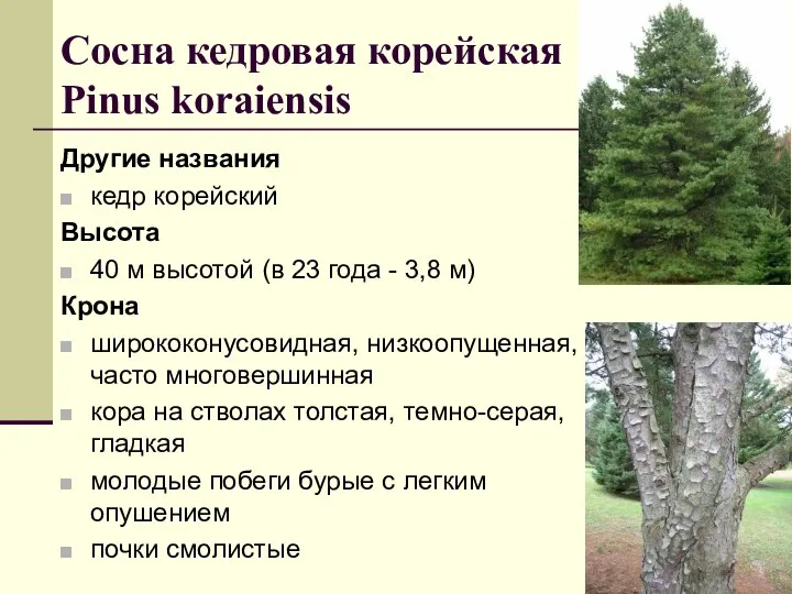 Сосна кедровая корейская Рinus koraiensis Другие названия кедр корейский Высота 40 м