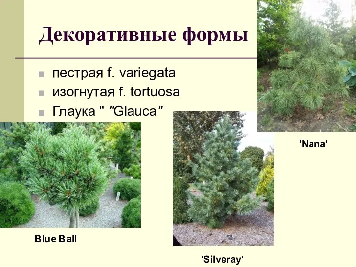 Декоративные формы пестрая f. variegata изогнутая f. tortuosa Глаука " "Glauca" 'Silveray' 'Nana' Blue Ball