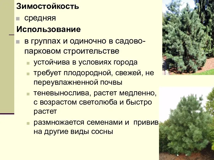 Зимостойкость средняя Использование в группах и одиночно в садово-парковом строительстве устойчива в