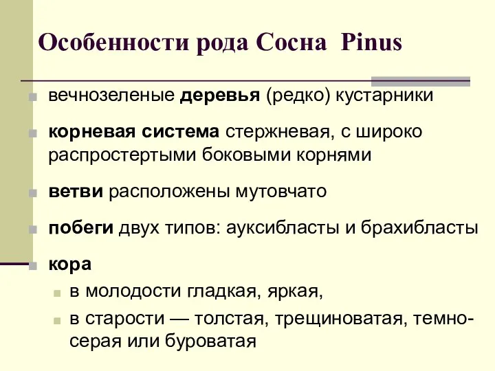 Особенности рода Сосна Pinus вечнозеленые деревья (редко) кустарники корневая система стержневая, с