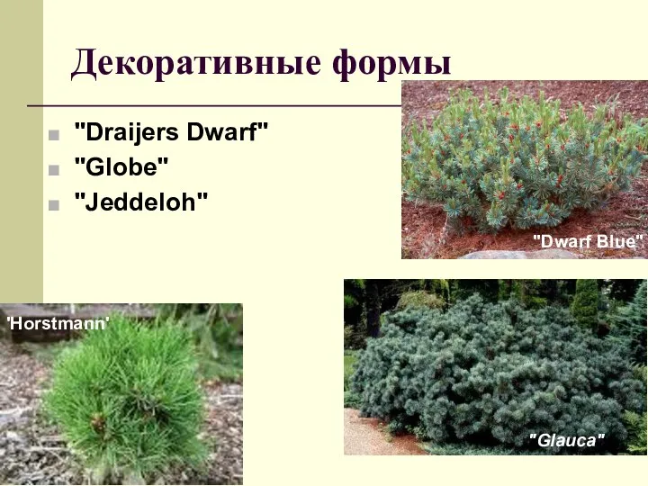 Декоративные формы "Draijers Dwarf" "Globe" "Jeddeloh" "Glauca" "Dwarf Blue" 'Horstmann'