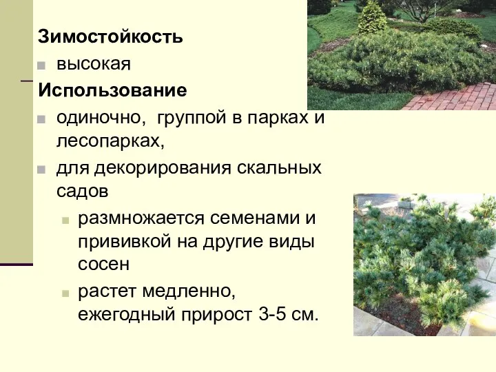 Зимостойкость высокая Использование одиночно, группой в парках и лесопарках, для декорирования скальных