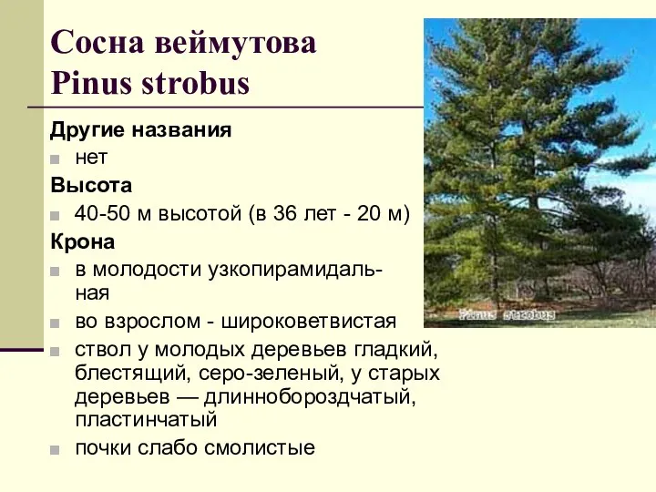 Сосна веймутова Pinus strobus Другие названия нет Высота 40-50 м высотой (в