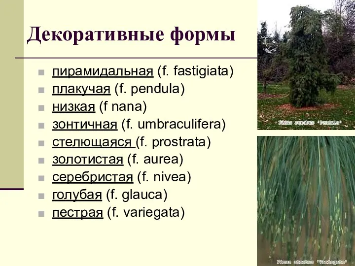 Декоративные формы пирамидальная (f. fastigiata) плакучая (f. pendula) низкая (f nana) зонтичная