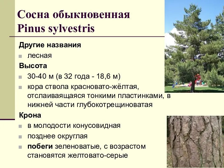 Сосна обыкновенная Pinus sylvestris Другие названия лесная Высота 30-40 м (в 32