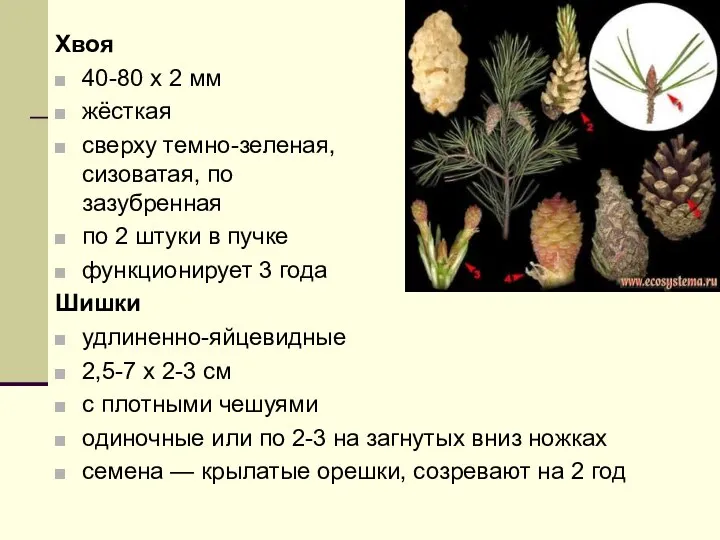 Хвоя 40-80 х 2 мм жёсткая сверху темно-зеленая, снизу сизоватая, по краям