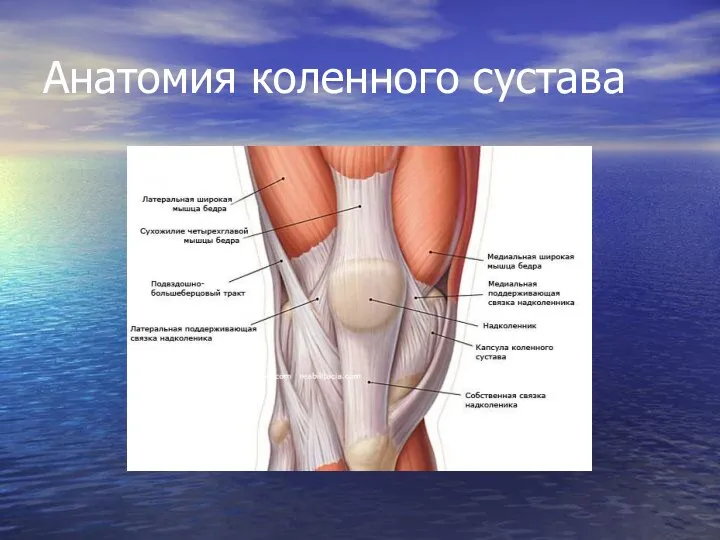 Анатомия коленного сустава