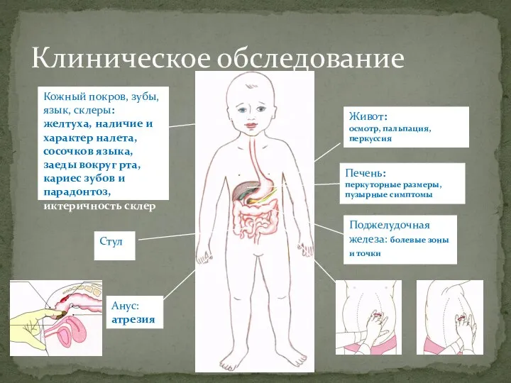 Клиническое обследование Кожный покров, зубы, язык, склеры: желтуха, наличие и характер налета,