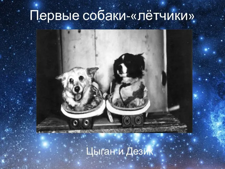 Первые собаки-«лётчики» Цыган и Дезик
