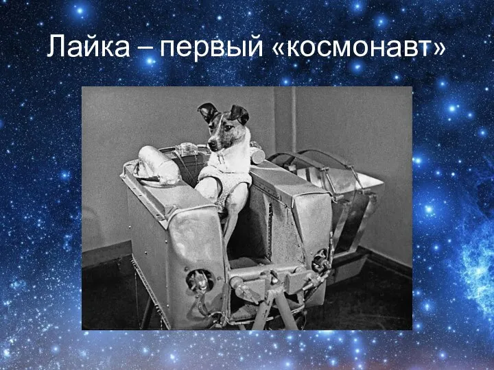 Лайка – первый «космонавт»