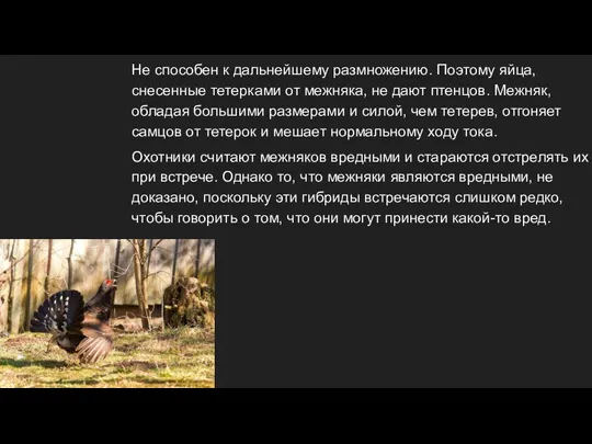 Не способен к дальнейшему размножению. Поэтому яйца, снесенные тетерками от межняка, не