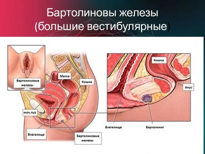 Бартолиновы железы (большие вестибулярные)