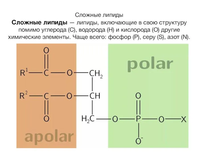 Сложные липиды Сложные липиды — липиды, включающие в свою структуру помимо углерода