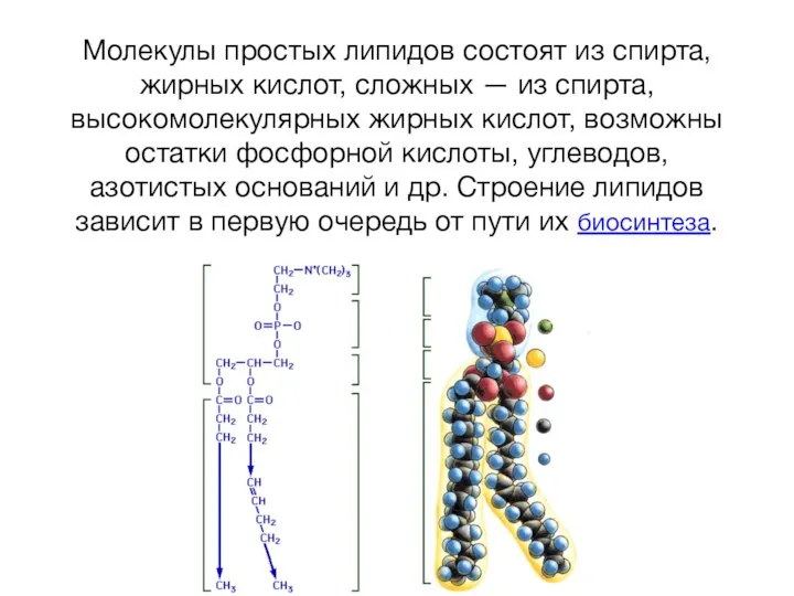 Молекулы простых липидов состоят из спирта, жирных кислот, сложных — из спирта,