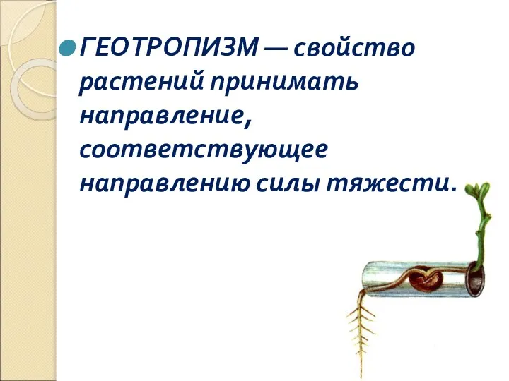 ГЕОТРОПИЗМ — свойство растений принимать направление, соответствующее направлению силы тяжести.