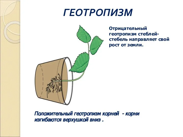 ГЕОТРОПИЗМ Положительный геотропизм корней - корни изгибаются верхушкой вниз . Отрицательный геотропизм