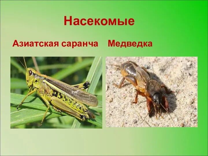 Насекомые Азиатская саранча Медведка