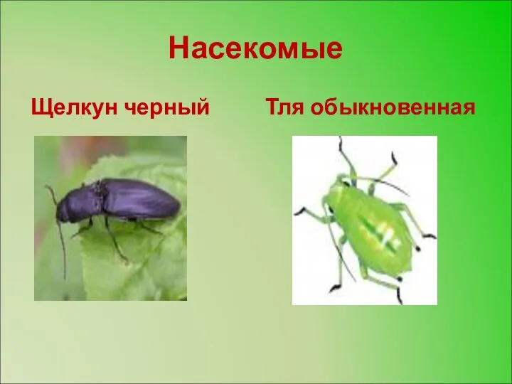 Насекомые Щелкун черный Тля обыкновенная