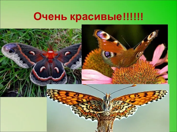 Очень красивые!!!!!!